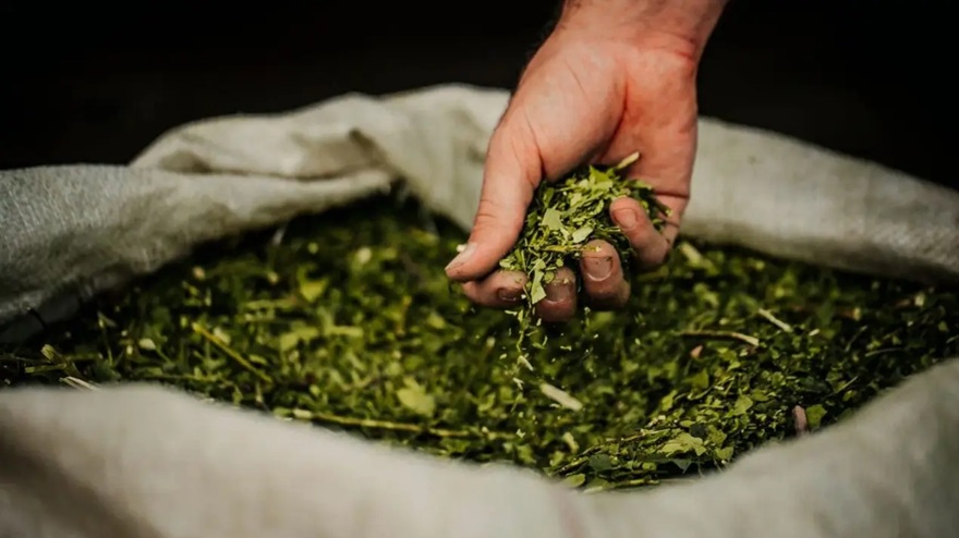 Dos marcas de yerba mate lideran, por lejos, el ranking de consumo: otras retroceden